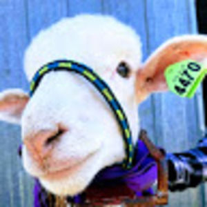 Meet your Posher, Elise